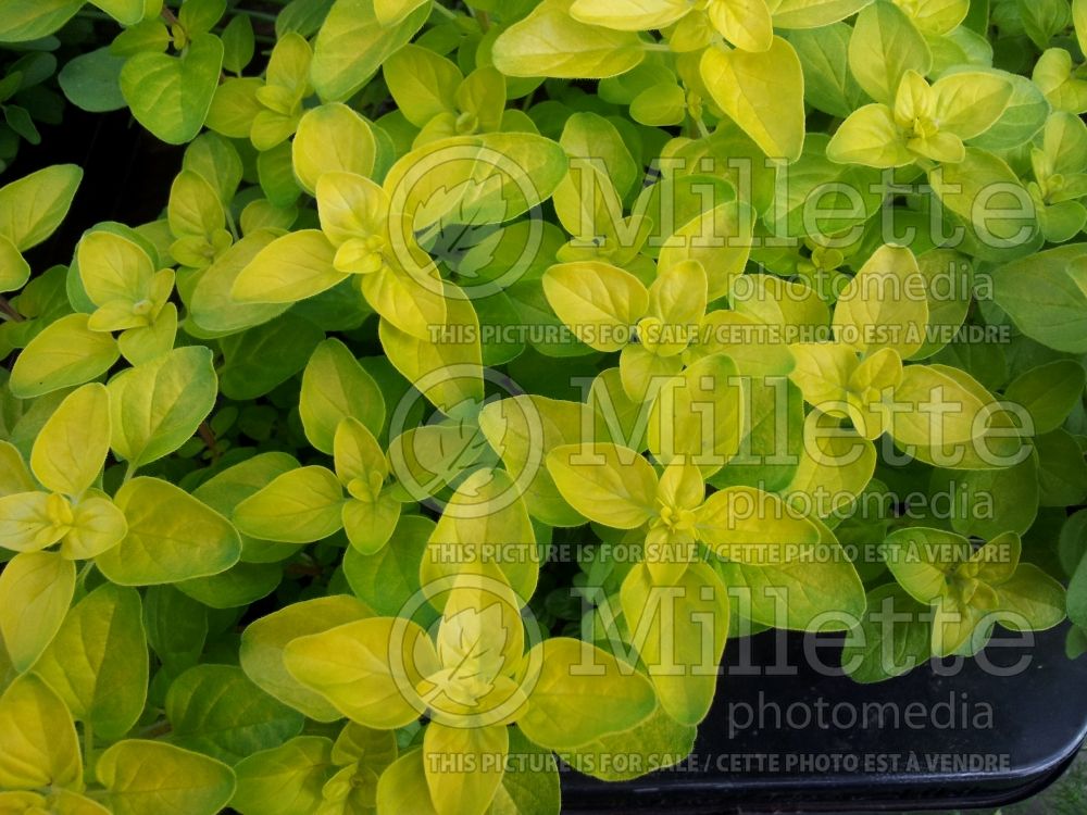 Origanum Aureum Crispum (Oregano – herb - origan) 1