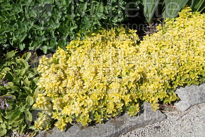 Origanum Aureum (Oregano – herb - origan) 5