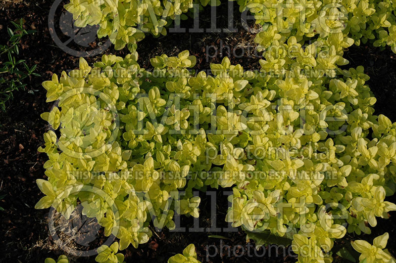 Origanum Aureum (Oregano – herb - origan) 1