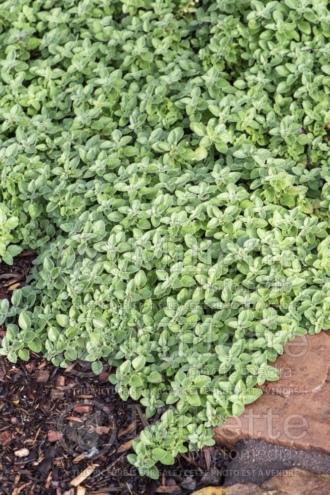 Origanum vulgare (oregano herb - origan) 3