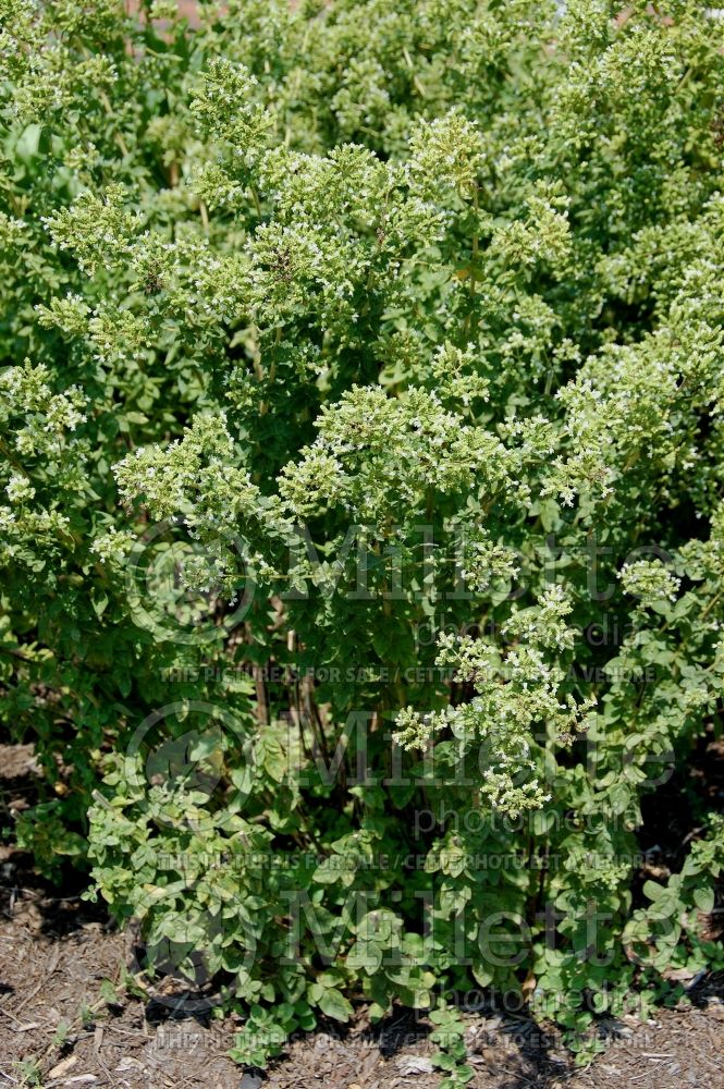 Origanum vulgare (oregano herb - origan) 6