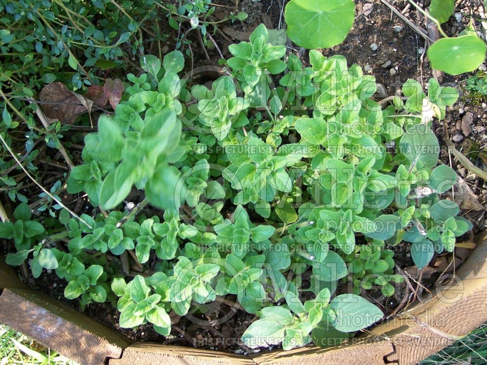 Origanum vulgare (oregano herb - origan) 2