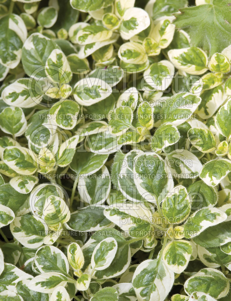 Origanum Variegata (Oregano herb - origan) 1 