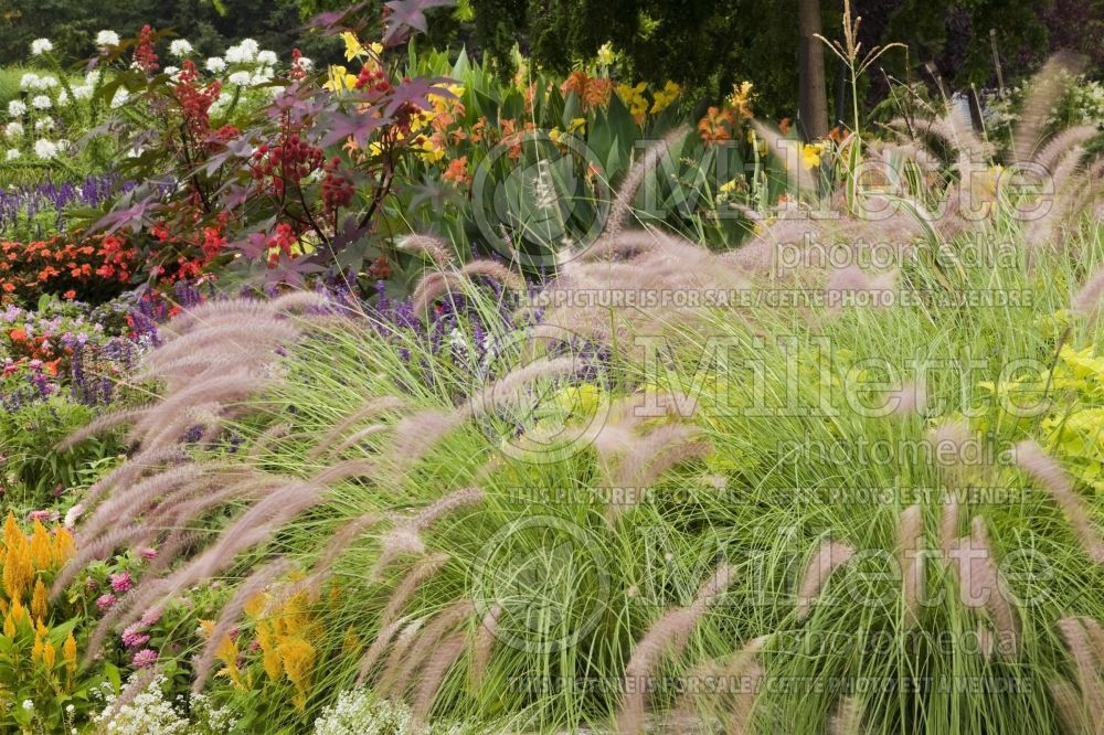 Ornamental grass and assorted flowers in a garden border in summer 1