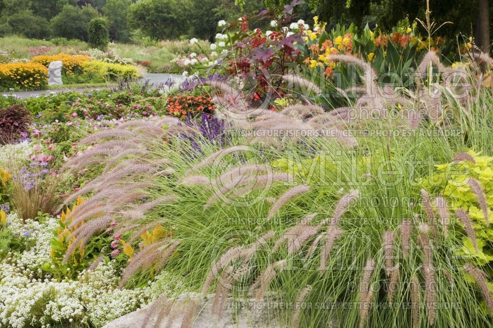 Ornamental grass and assorted flowers in a garden border in summer 2