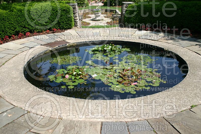 Garden landscaping - pond 3