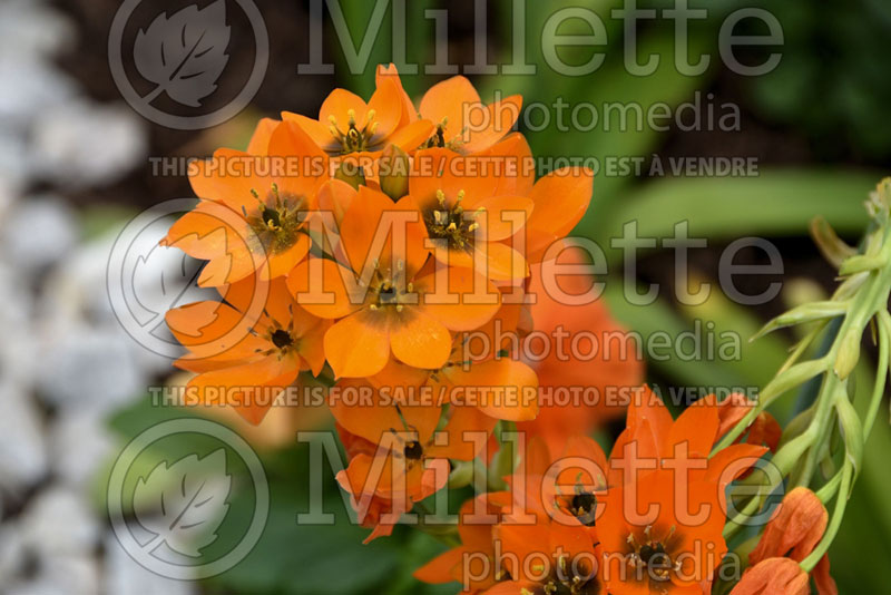 Ornithogalum Orange Cream (Ornithogalum star of Bethlehem) 1  