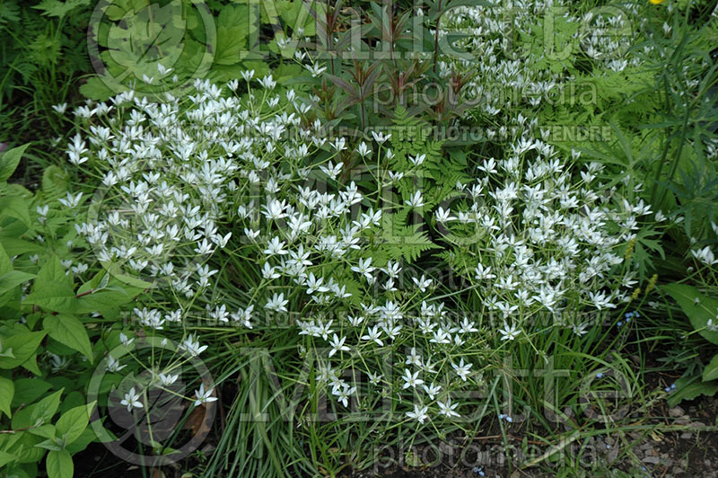 Ornithogalum umbellatum (Star of Bethlehem) 1 