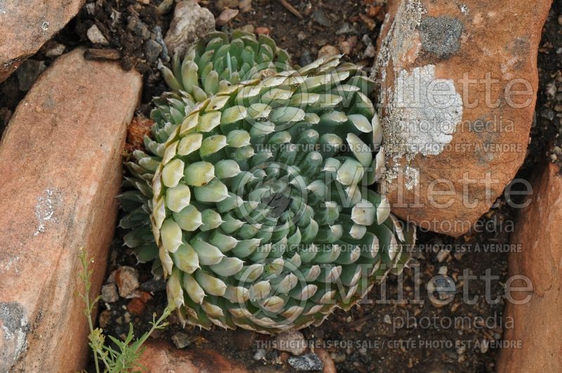 Orostachys spinosa (Chinese dunce cap) 1 