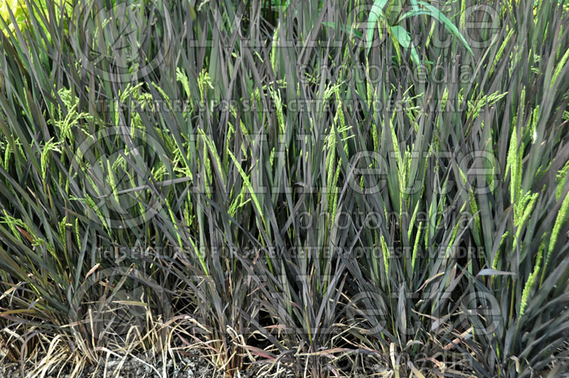 Oryza Black Madras (Ornamental Rice) 1  