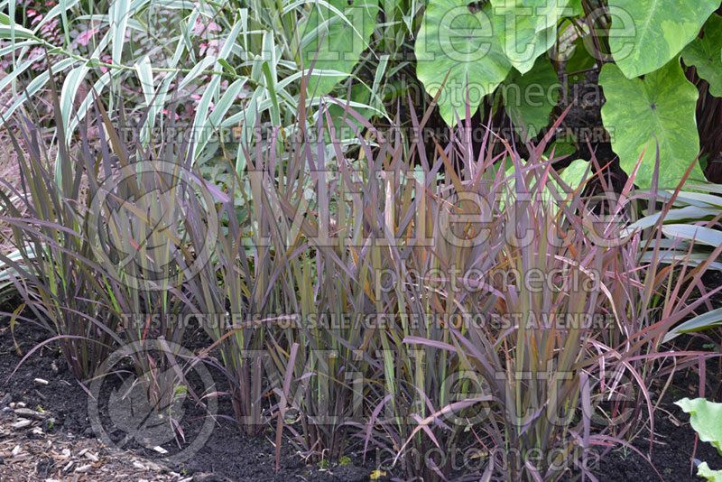 Oryza Black Madras (Ornamental Rice) 2  