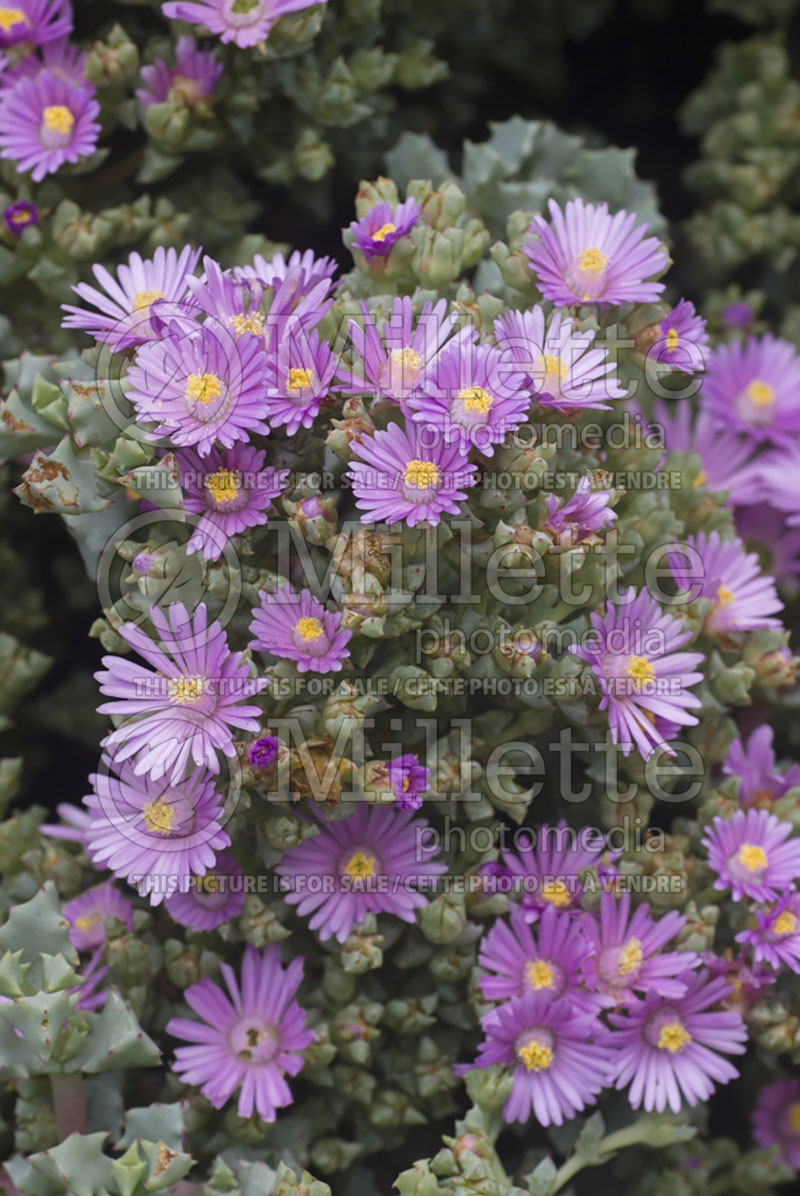 Oscularia deltoides (Pink Iceplant  Cactus) 1 