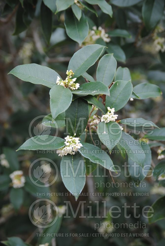 Osmanthus fragrans (Sweet olive) 8