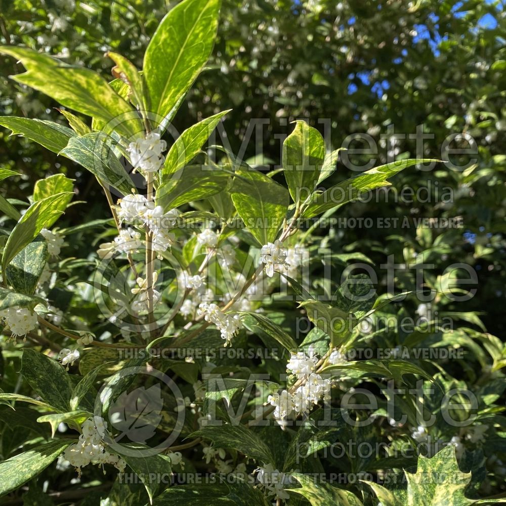 Osmanthus Goshiki (False Holly) 13 