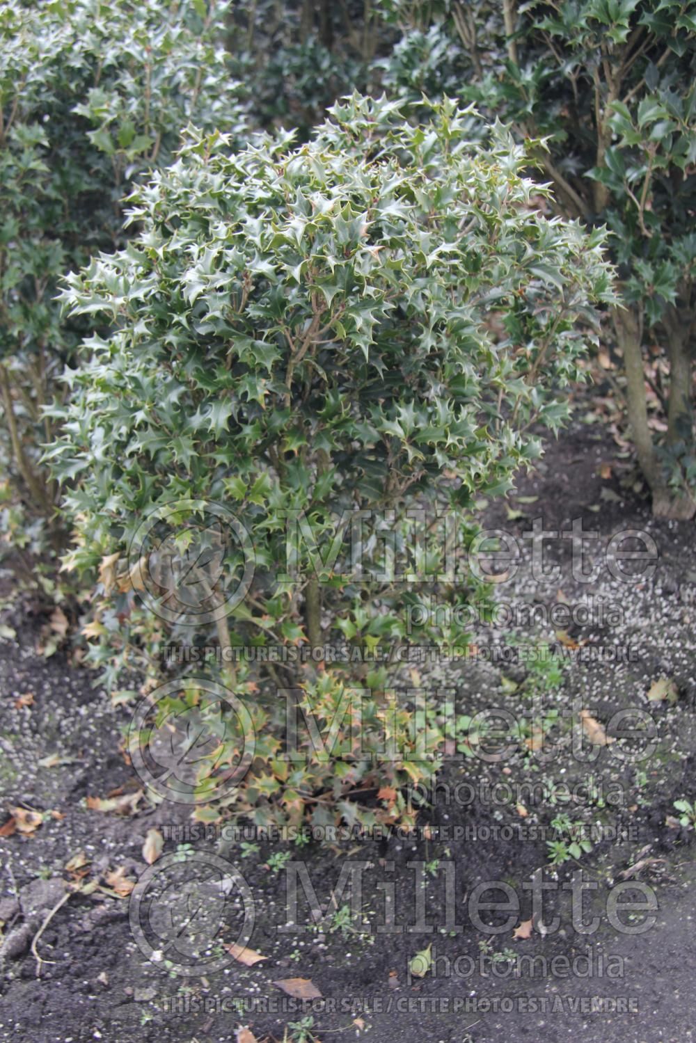 Osmanthus Gulftide (holly olive) 2