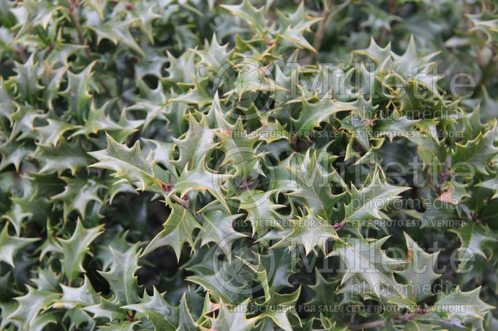 Osmanthus Gulftide (holly olive) 3