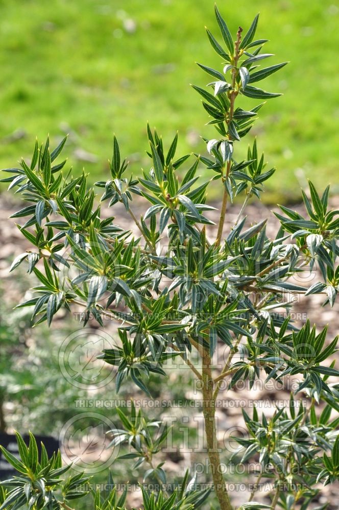 Osmanthus Sasaba (Holly Tea Olive) 3