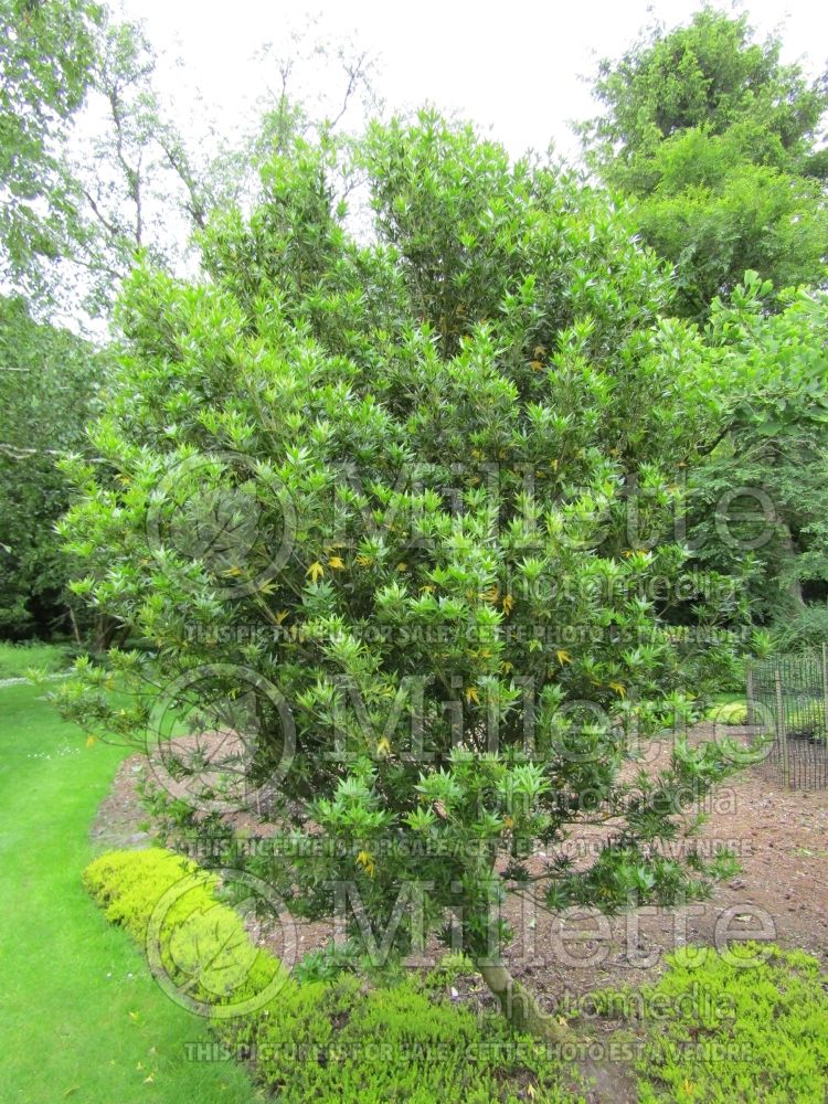 Osmanthus Sasaba (Holly Tea Olive) 1 