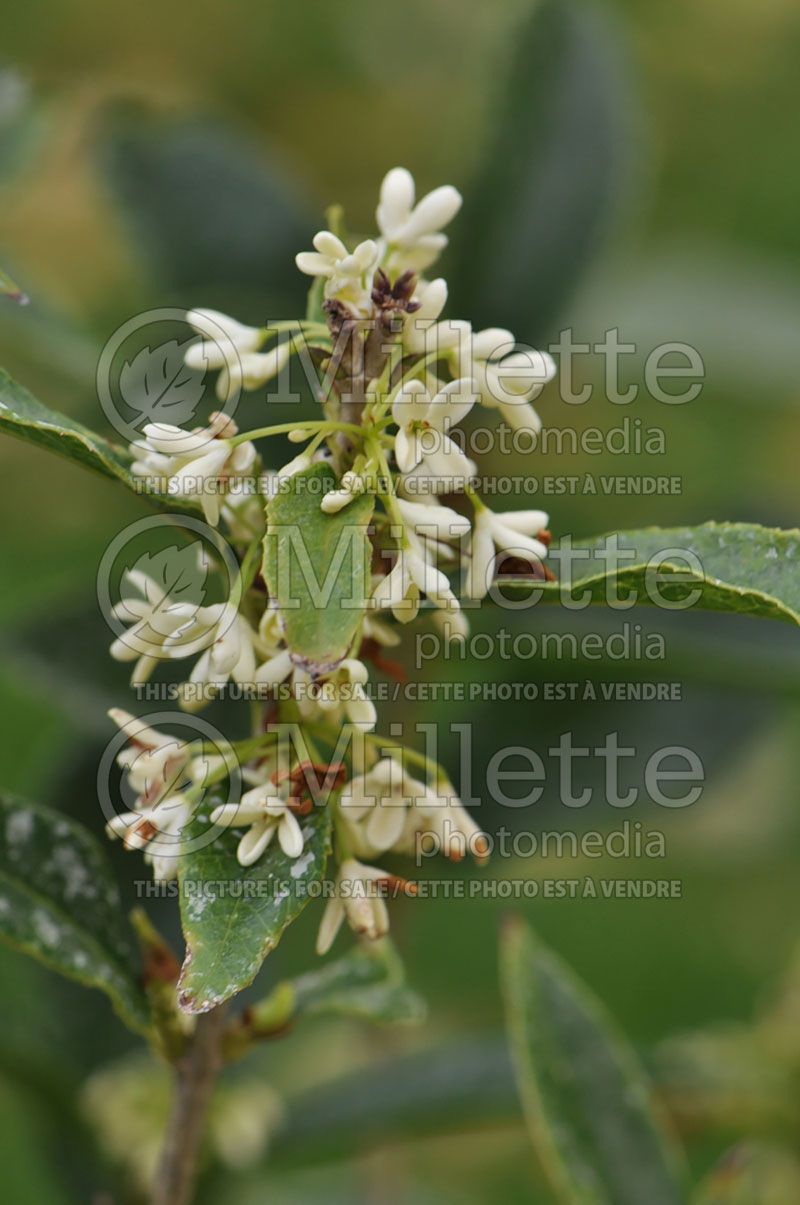 Osmanthus fragrans (Sweet olive)  3