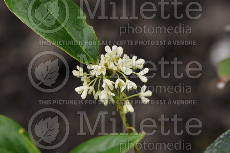 Osmanthus fragrans (Sweet olive) 2 