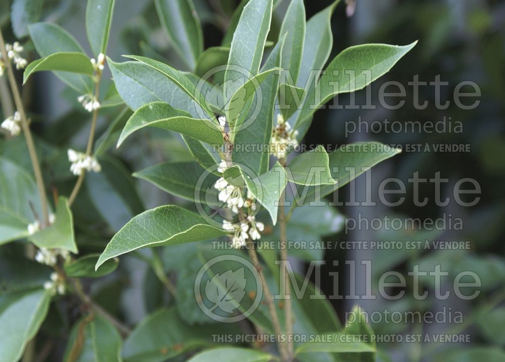 Osmanthus fragrans (Sweet olive)  1