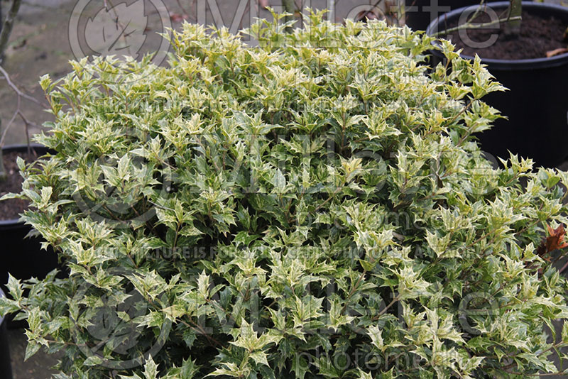 Osmanthus Goshiki (False Holly) 3 