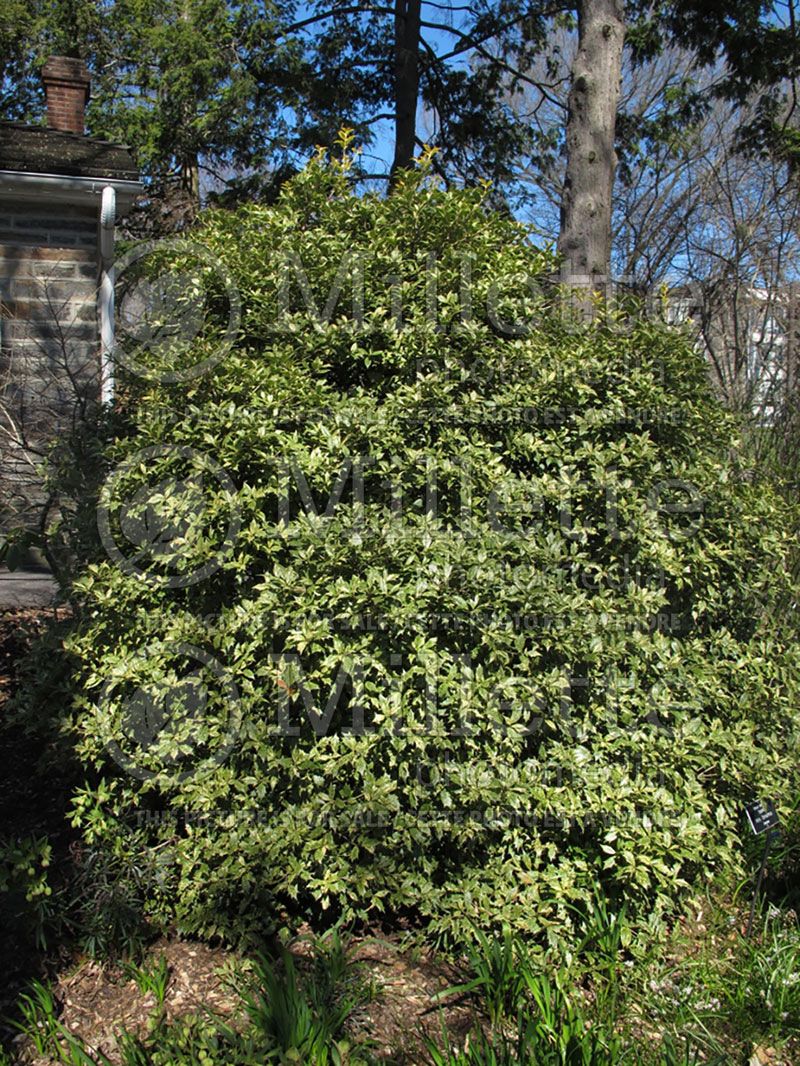 Osmanthus Goshiki (False Holly) 6 