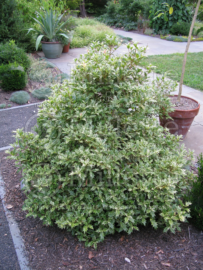 Osmanthus Goshiki (False Holly) 8 