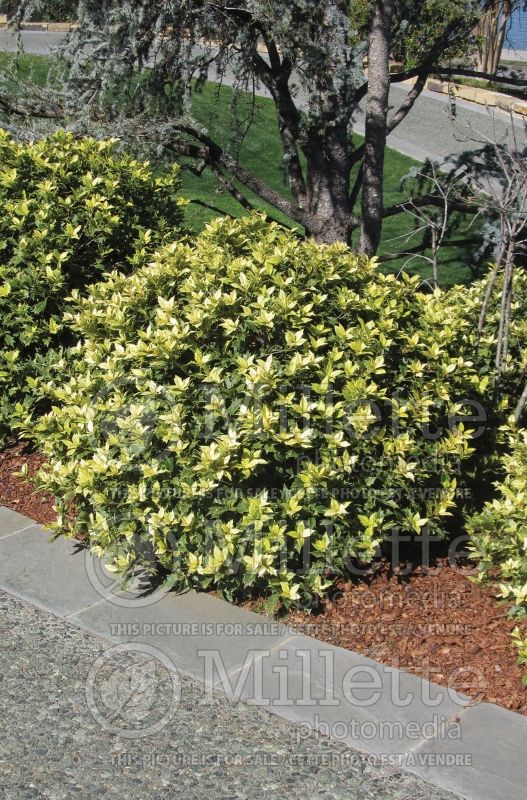 Osmanthus Goshiki (False Holly) 10 