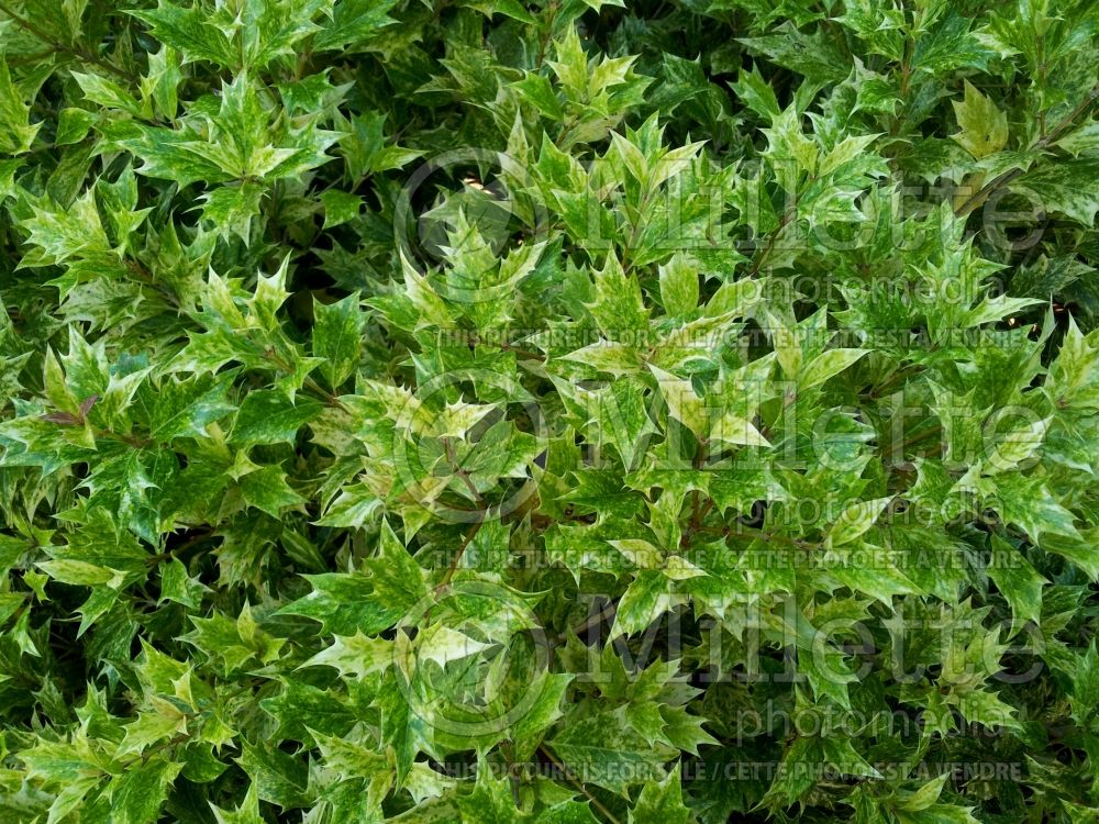 Osmanthus Tricolor (holly olive) 1 