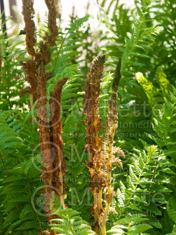 Osmunda cinnamomea aka osmundastrum cinnamomeum (Cinnamon fern - fougère) 15 