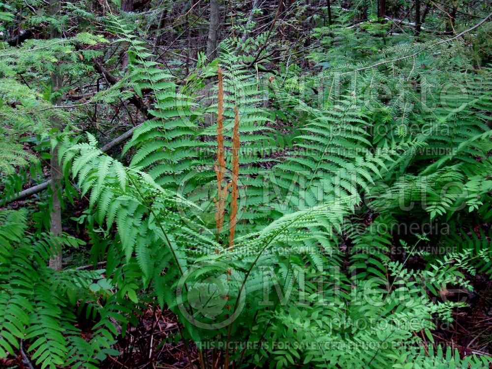 Osmunda cinnamomea aka osmundastrum cinnamomeum (Cinnamon fern - fougère) 8 