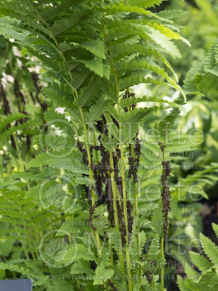 Osmunda cinnamomea aka osmundastrum cinnamomeum (Cinnamon fern - fougère) 5 