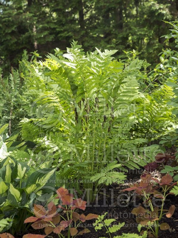 Osmunda cinnamomea aka osmundastrum cinnamomeum (Cinnamon fern - fougère) 4 