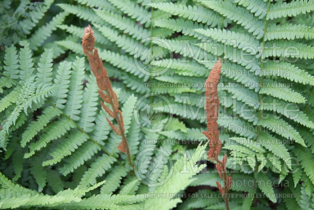 Osmunda cinnamomea (Cinnamon fern - fougère) 11 