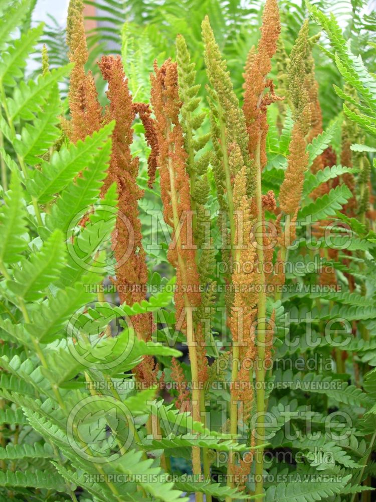 Osmunda cinnamomea (Cinnamon fern - fougère) 10 