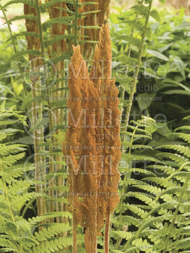 Osmunda cinnamomea aka osmundastrum cinnamomeum (Cinnamon fern - fougère) 1 