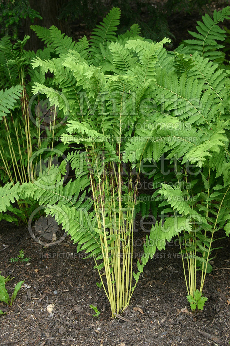 Osmunda claytoniana (Interrupted Fern) 1