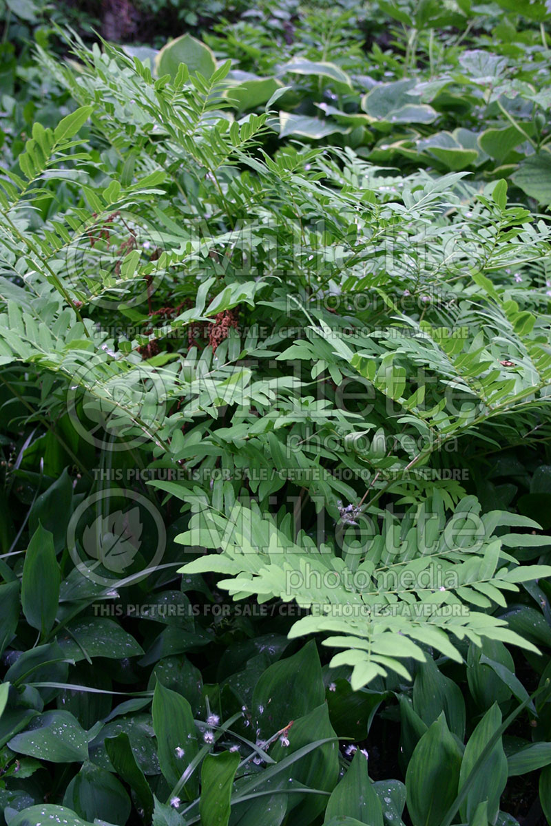 Osmunda japonica (Japanese royal fern) 1 