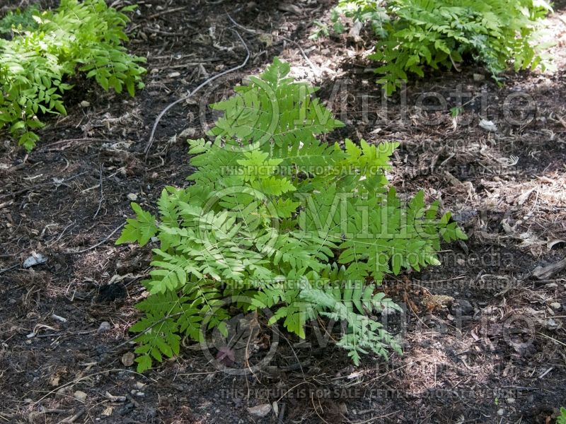 Osmunda regalis (Royal fern) 3