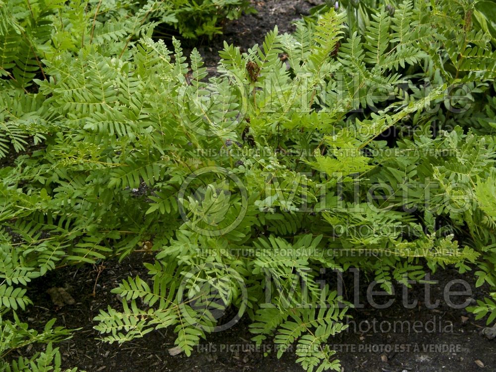 Osmunda regalis (Royal fern) 4