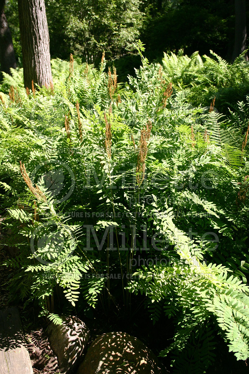 Osmunda regalis (Royal fern) 2