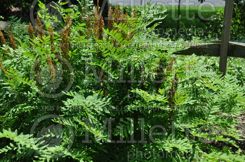 Osmunda regalis (Royal fern) 1