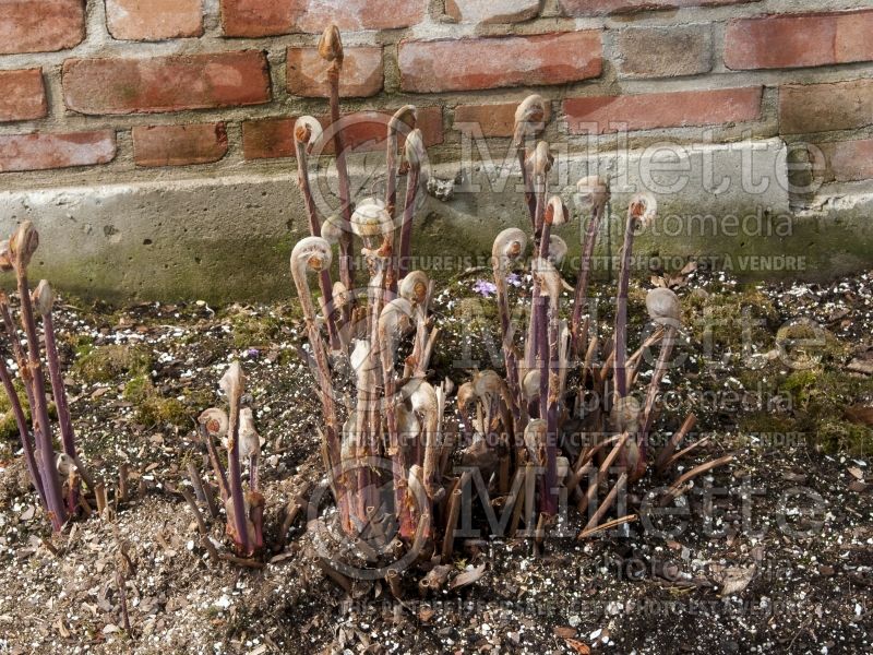 Osmunda Purpurascens (Royal fern) 2