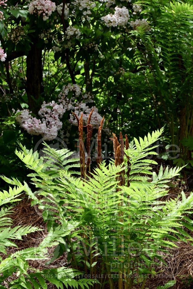 Osmunda cinnamomea aka osmundastrum cinnamomeum (Cinnamon fern) 15 