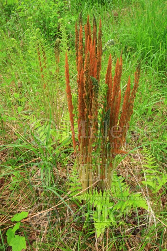 Osmunda cinnamomea aka osmundastrum cinnamomeum (cinnamon fern) 16