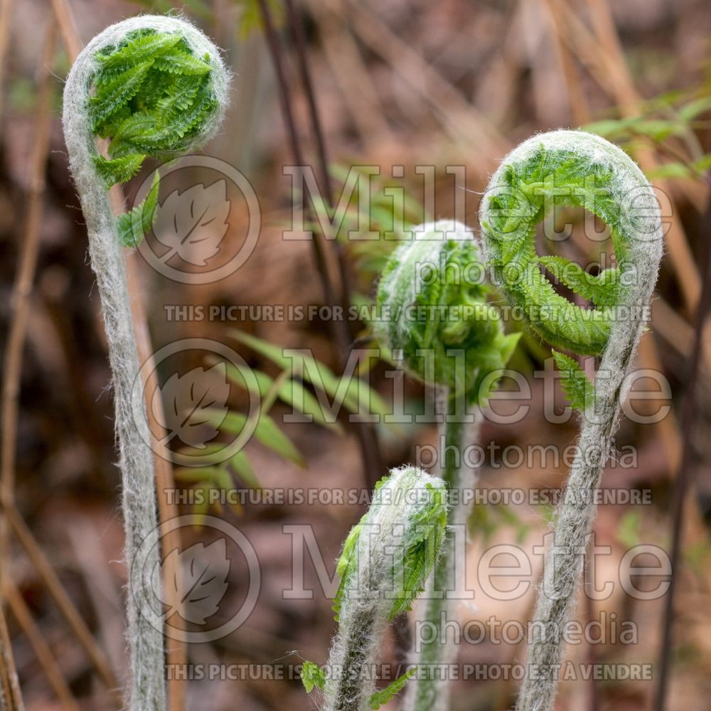 Osmundastrum cinnamomeum (cinnamon fern) 2