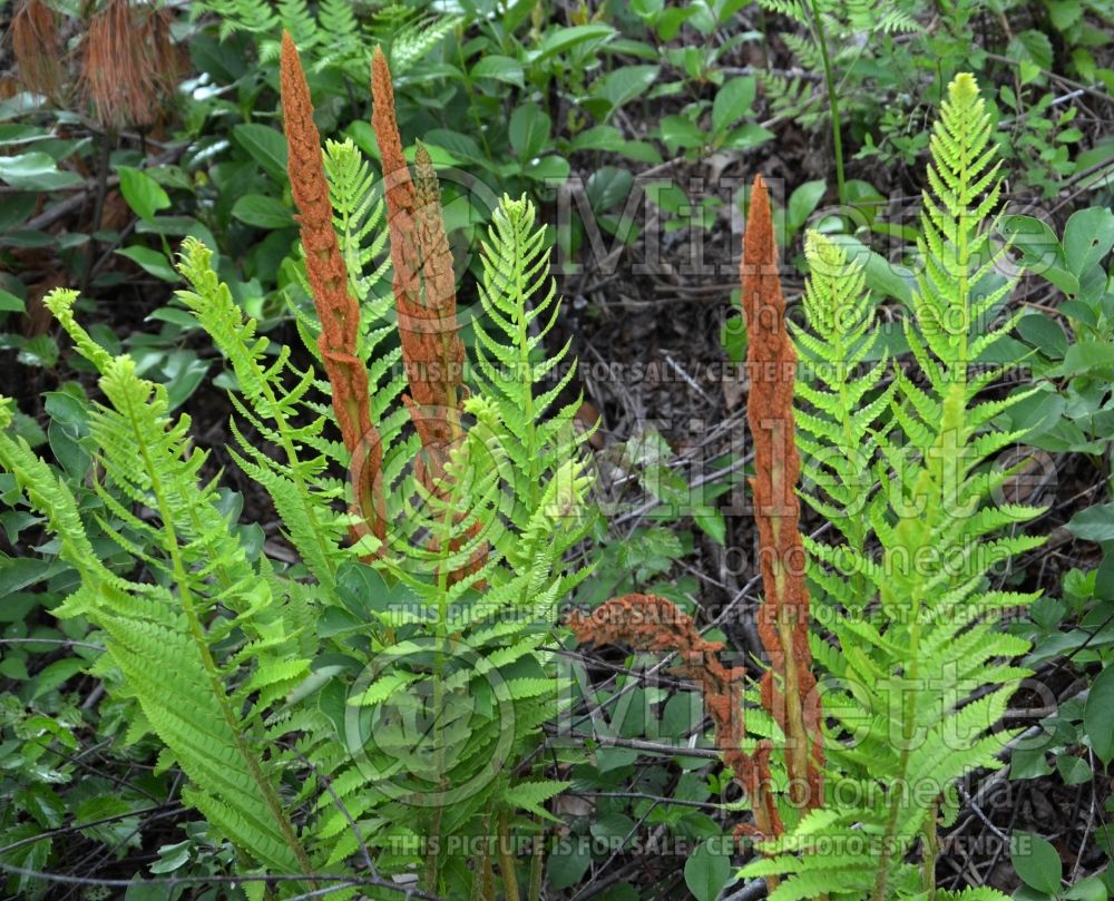 Osmundastrum cinnamomeum (cinnamon fern) 3