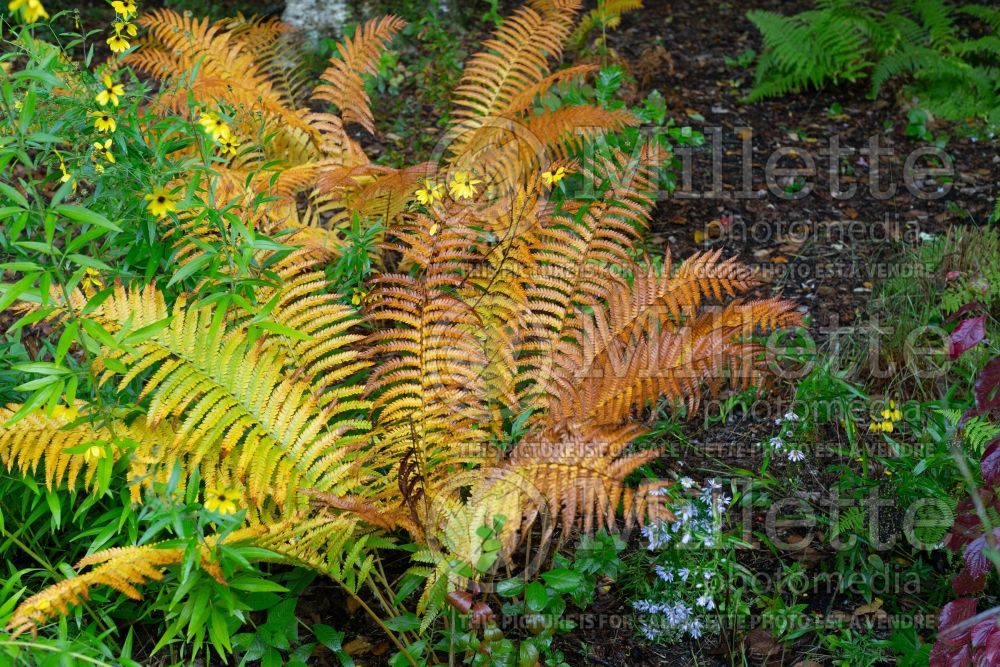 Osmunda cinnamomea aka osmundastrum cinnamomeum (cinnamon fern) 4