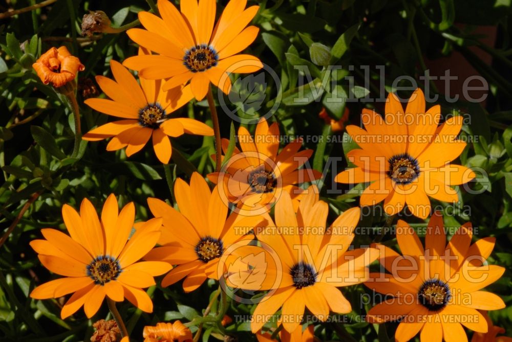 Osteospermum Hip Hop Orange (African Daisy, Cape Daisy) 1 